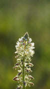 Flohsamenschalenmehl